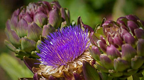 Indigo Herbs Tintura de Alcachofa 100ml