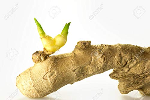 [ INFUSION 100% JENGIBRE ] Set de 2 cajas de infusión con jengibre 100% natural | La magia del rizoma del jengibre! | 2 x 25 sobres de 1.6g