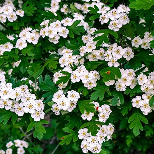 Infusión de espino blanco (500g), suavemente secado y cortado, 100% natural, para la preparación de infusiones