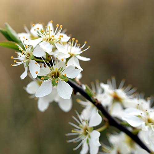 Infusión de espino blanco (500g), suavemente secado y cortado, 100% natural, para la preparación de infusiones