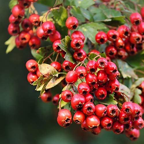 Infusión de espino blanco (500g), suavemente secado y cortado, 100% natural, para la preparación de infusiones