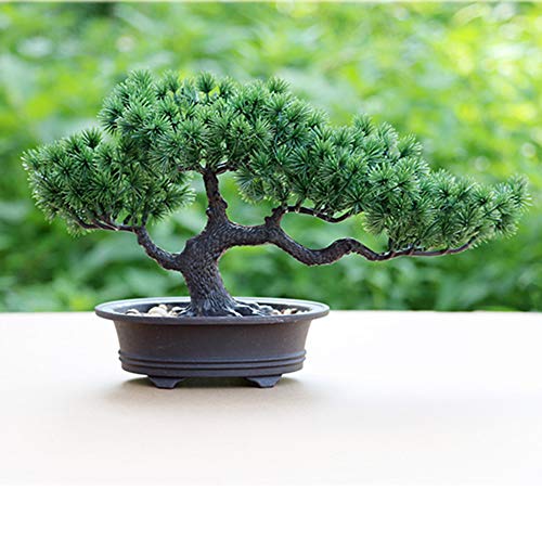 Initial heart Dekowohnzimmer Japonesa Bonsai, Plantas de Interior en una Olla Horno, Ca. Altura,Verde