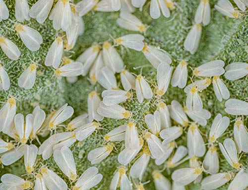 Jabón Potásico de 1 L. Insecticida ecológico con registro para agricultura. Actúa por contacto. eficacia contra: mosca blanca, araña roja, trips, cochinillas o pulgones