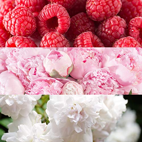 Joop Wow! For Women Body Cream 200 Ml 1 Unidad 200 g