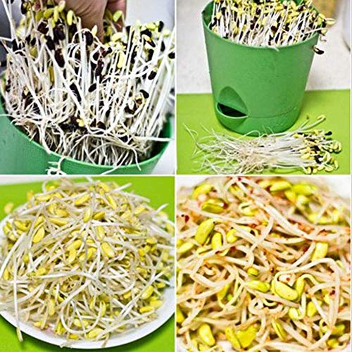 JTKDL Germinador de semillas - Ideal for brotar el crecimiento de interior for una merienda saludable o adición a cualquier comida del brote de la máquina de plástico PP Maifan piedra brotes de haba t
