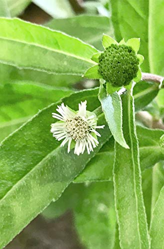 Khadi, Champú - 1 Unidad