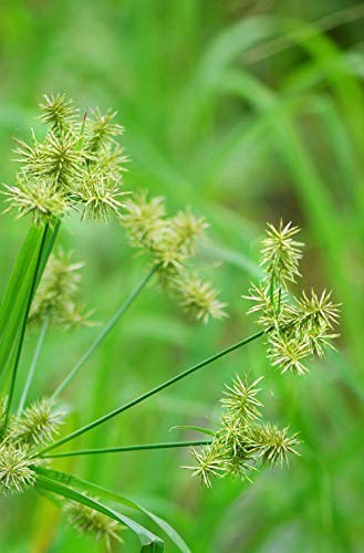 Khadi Champu Nutgrass Cabello Normal-Graso 210Ml 4 Unidad 500 g