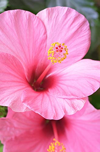 Khadi Champú Sensitivo Antiácida Hibisco 210 ml