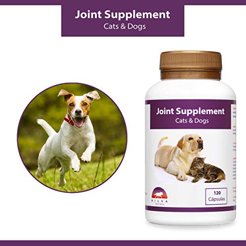 Kilva Suplemento antiinflamatorio Natural para Perros y Gatos, 120 cáp. Condroprotector. Condroitina, Glucosamina, Ácido hialurónico, Cúrcuma, MSM, Manganeso