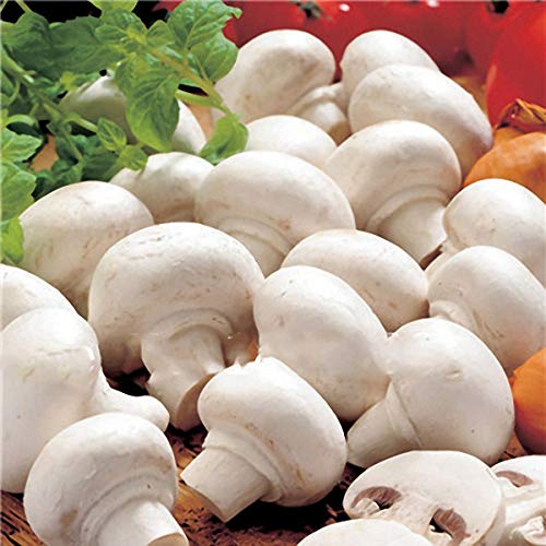 KINGDUO Egrow 100Pcs/Bolsa Semillas De Setas Blancas Nuevas Semillas De Verduras Comestibles Y Saludables Bonsai Plant Seeds
