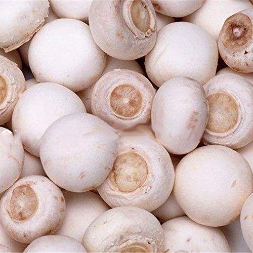KINGDUO Egrow 100Pcs/Bolsa Semillas De Setas Blancas Nuevas Semillas De Verduras Comestibles Y Saludables Bonsai Plant Seeds