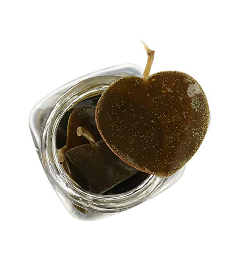 La Nicchia Pantelleria - Hojas de Alcaparras en Aceite de Oliva Virgen Extra 900g