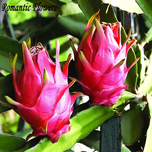 Las semillas originales de embalaje Pitaya, plantas perennes Árboles frutales, Anti-Aging Semillas Fruta blanca del dragón alrededor de 40 Partículas