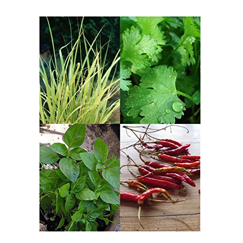 Magic Garden Seeds Hierbas de la Cocina tailandesa - Kit Regalo de Semillas con 4 Especias