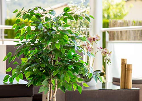 Maia Shop Ficus Troncos Naturales, Elaborados con los Mejores Materiales, Ideal para Decoración de hogar, Árbol, Planta Artificial (105 cm), Mixtos