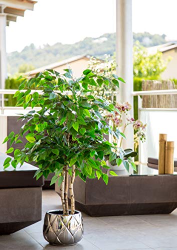 Maia Shop Ficus Troncos Naturales, Elaborados con los Mejores Materiales, Ideal para Decoración de hogar, Árbol, Planta Artificial (105 cm), Mixtos