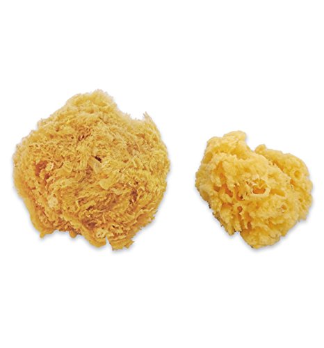 Mar natural y esponjas sintéticas, varios tamaños, paquete de 7 piezas para manualidades y artistas: ideal para pintura, aficiones, arte, efectos, cerámica, arcilla, cerámica de Lullingworth