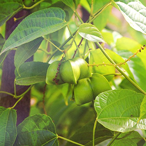 Meavita Aceite De Bio Sacha Inchi Meavita, 100% Puro Y Prensado En Frío, 1 Paquete (1 X 250 Ml) 250 ml