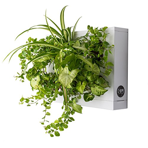 Mini Jardin Vertical Blanco para 6 Plantas con Sustrato Natural Premium e Instrucciones. Cuadro Vegetal, Maceta de Pared, Maceta para Colgar.