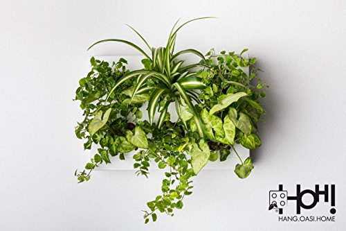 Mini Jardin Vertical Blanco para 6 Plantas con Sustrato Natural Premium e Instrucciones. Cuadro Vegetal, Maceta de Pared, Maceta para Colgar.