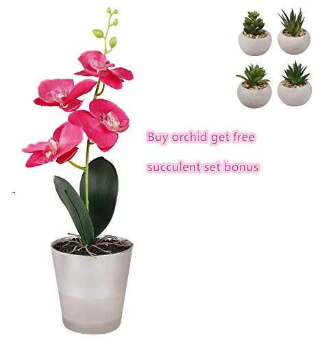 Mini suculentas artificiales en maceta, orquídea con jarrón de cristal, flores de fuax, juegos de 5 plantas falsas, para decoración de escritorio, interior/exterior/salón, oficina, jardín, fiesta