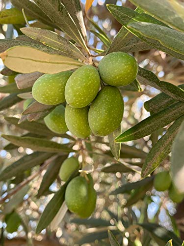 Mis Raíces - Aceite de Oliva Virgen Extra – PREMIUM ROOTS AOVE– 1 Botella 500ml - (Exclusiva variedad EMPELTRE – Aceite Premium)