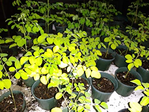 Moringa Oleifera Árbol Milagro Lote de 4 a 8 Semillas