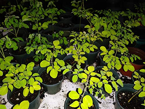 Moringa Oleifera Árbol Milagro Lote de 4 a 8 Semillas