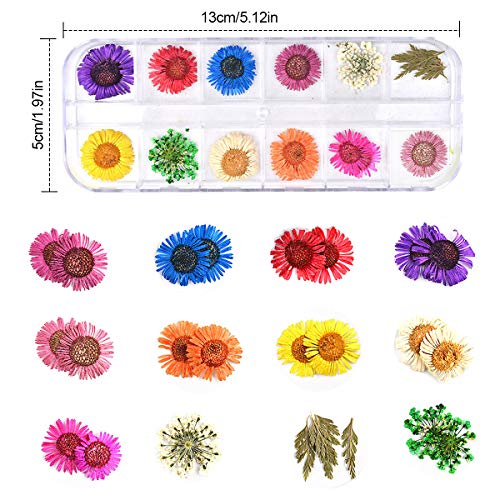 NATUCE Decoración de Uñas Flores Secas para Arte de Uñas, Natural Flor Seca de Uñas Manicura Decoracion 3d Flor Arte de Uñas Accesorio - 3 cajas, 12 colores/caja