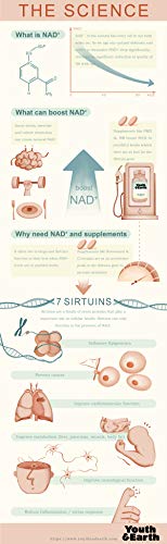 NMN Nicotinamida Mononucleótida Pura En Polvo – NMN Sublingual de Acción Rápida - Potenciador de NAD+ - Suplemento Anti-edad y Antioxidante Potente Certificado - Youth & Earth (15g)