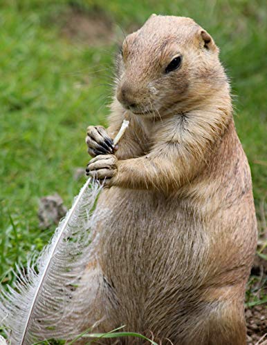 Notebook: Prairie dogs rodent animal mammal standing cute fluffy rodent America American mid west