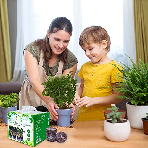 OG Huerto Urbano - Kit Completo de 4 Hierbas aromáticas (Tomillo, Cilantro, Albahaca y Perejil), 100% Semillas Bio, NO GMO y Origen EU. Todo Incluido para Cultivar Fácilmente Tus Hierbas Frescas.