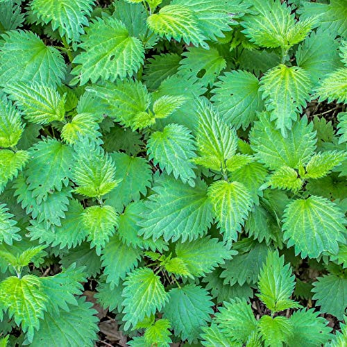 Ortiga en polvo (250g), ortiga molida, 100% natural, suavemente seca y molida, por supuesto sin aditivos, vegano, ortiga en polvo, hojas de ortiga