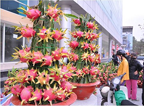 Paquete original, 15 semillas / paquete, Pitaya rojo dentro de Red exterior, dulce fruta del dragón, Pitaya Cactus, muy delicioso