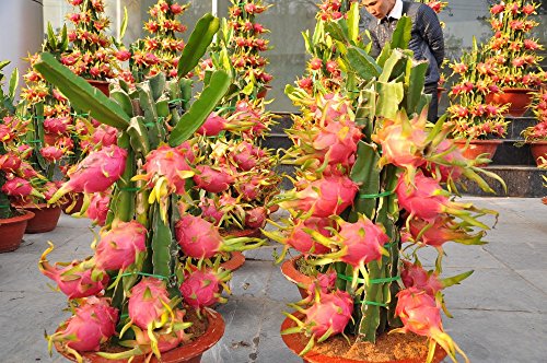 Paquete original, 15 semillas / paquete, Pitaya rojo dentro de Red exterior, dulce fruta del dragón, Pitaya Cactus, muy delicioso