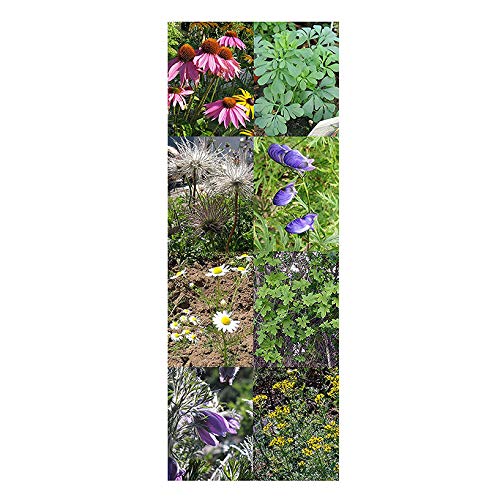 'Plantas medicinales importantes de la homeopatía', kit regalo de semillas con 7 hierbas medicinales