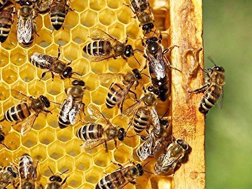 Própolis Nasal Spray 30ml - Taponada Nariz, Alergias, Oye Fiebre, Sinusitis