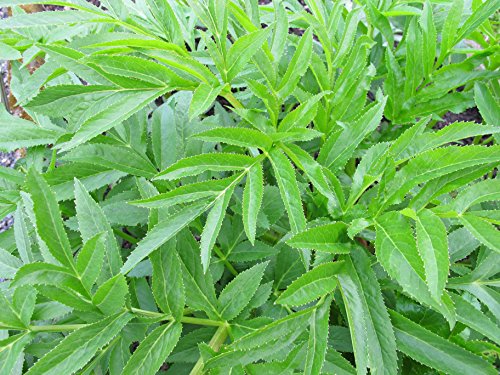 Raíz de Angélica 50g (Angelica archangelica L. - Radix Archangelicae) / Angelica Root 50g - Health Embassy - 100% Natural