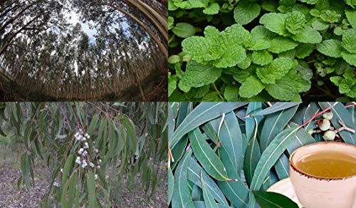 RESPIRETS SPRAY de eucalipto y menta, ayuda a respirar en procesos de resfriados despejando la congestión nasal (Spray 25 ml)