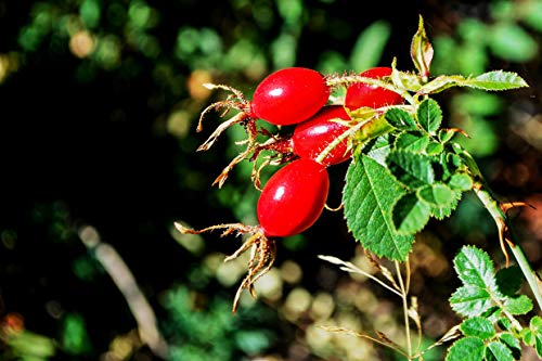 REVE Aceite Rosa Mosqueta Puro - 30 ml - Orgánico - Prensado en Frío - 100% Natural - Origen Chile - Envasado en UE - Cosmética natural sin parabenes.