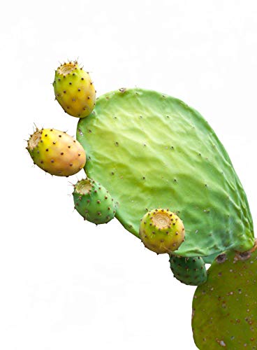 R&M Aceite orgánico de semilla de nopal -Aceite de nopal de calidad superior para cara, cuerpo y cabello - Aceite de semilla de nopal para una piel más bella y una cara pura - Aceite de cactus 30 ml