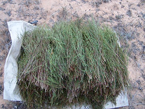 Rooibos verde BIO 200 g - sin teína y no fermentado - bolsa biodegradable