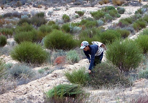 Rooibos verde BIO 200 g - sin teína y no fermentado - bolsa biodegradable