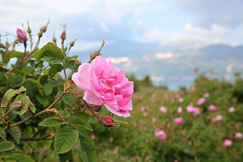 Rosense Botella de vidrio agua de rosa agua hidratante facial tonificador/roseta agua Face Mist 6.8 oz