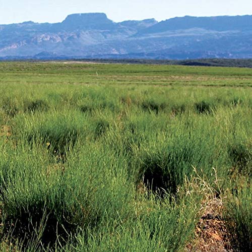 SABOREATE Y CAFE THE FLAVOUR SHOP Té Rooibos Earl Grey En Hoja Hebra A Granel Infusión Natural Adelgazante 1 Kg