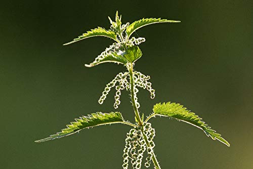 SAFLAX - Ecológico - Ortiga - 2000 semillas - Urtica dioica