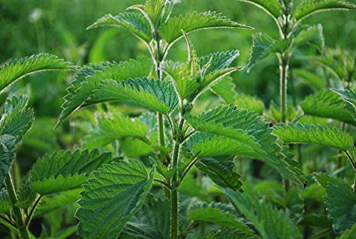 SAFLAX - Ecológico - Ortiga - 2000 semillas - Urtica dioica