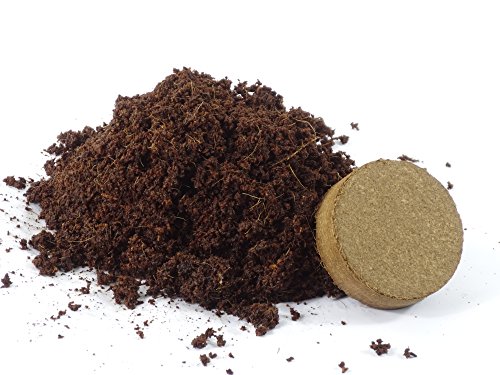 SAFLAX - Ortiga menor - 150 semillas - Con sustrato estéril para cultivo - Urtica urens
