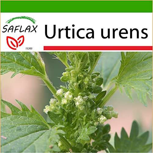 SAFLAX - Ortiga menor - 150 semillas - Con sustrato estéril para cultivo - Urtica urens