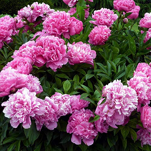 Semillas de peonía herbácea 5+ Paeonia orgánica Lactiflora Pall Flowers Hermosa flora caliente Fuerte fragante Hermosa flor de arbusto para bonsai Balcón Jardín